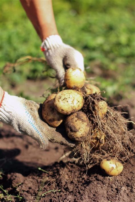 Check spelling or type a new query. 10 of the Easiest Vegetables to Grow, Even If You Live in ...
