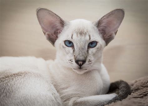 14 Fascinating Facts About Siamese Cats Page 2 Of 3 Petpress
