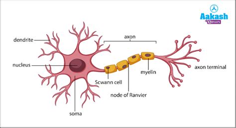 What Is Conduction Of Nerve Impulse In Biology Definition Types And