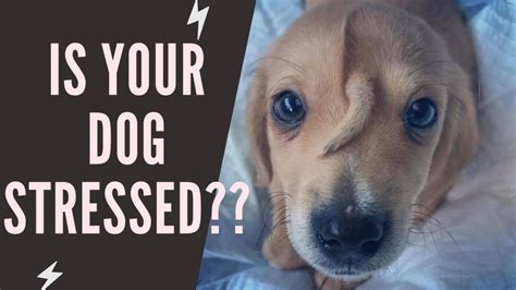 Is Your Dog Stressed Here Are 5 Possible Signs Dogs Club Youtube