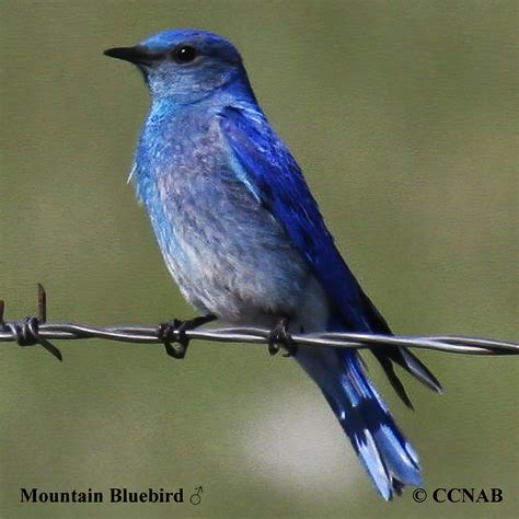 Mountain Bluebird Sialia Currucoides North American Birds Birds