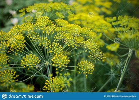 Fresh Dill Anethum Graveolens Growing On The Vegetable Bed Annual Herb