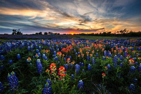 Texas Bluebonnets