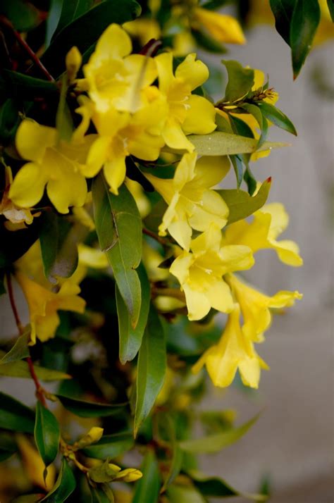 Yellow Jessamine In Bloom South Carolina Pinterest