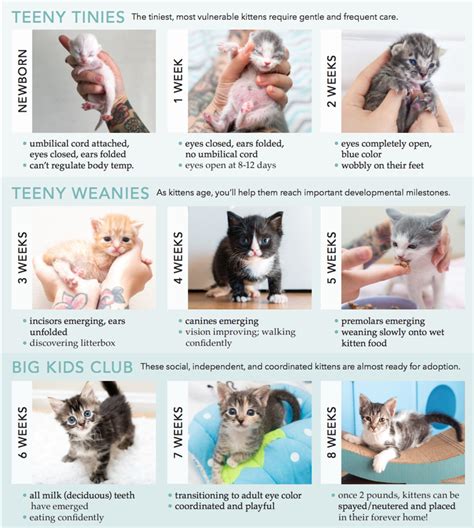kitten weight chart by age