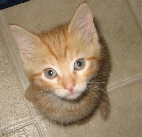 this is sunshine sunshine is a female 8 week old orange tabby medium haired kitten she is