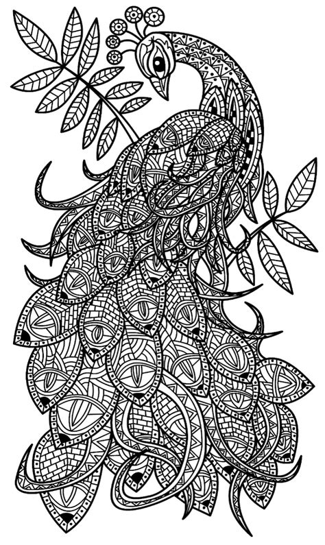 Their up to 150 cm long tail feathers with the pattern, which reminds of. Pin by Debra O. on COLORING 6 | Coloring pages to print, Peacock coloring pages, Printable adult ...