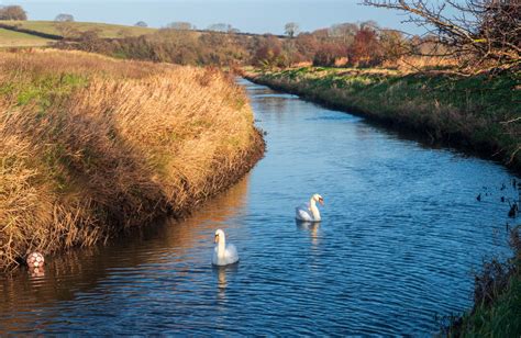 swans royal military canal east sussex - UK Landscape Photography