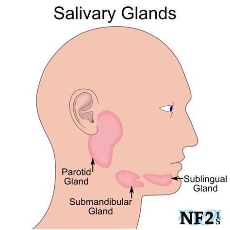 Mouth Glands Salivary Glands Parotid Gland Submandibular Gland