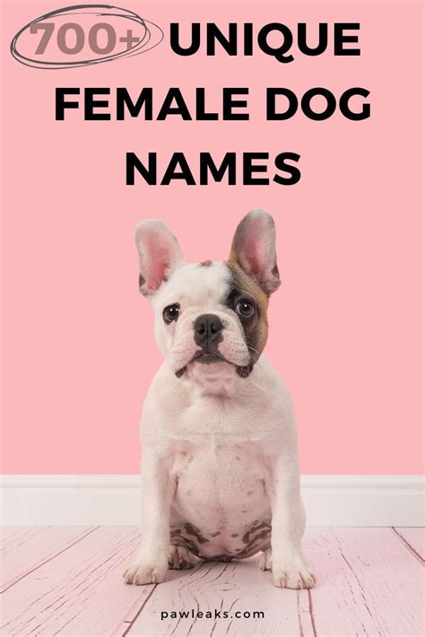 700 Unique Female Dog Names For 2021 Female Dog Names Dog Names