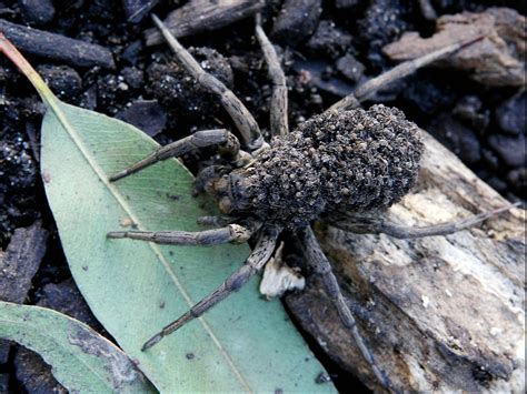 Woman Discovers Massive Wolf Spider With Hundreds Of Babies On Its Back