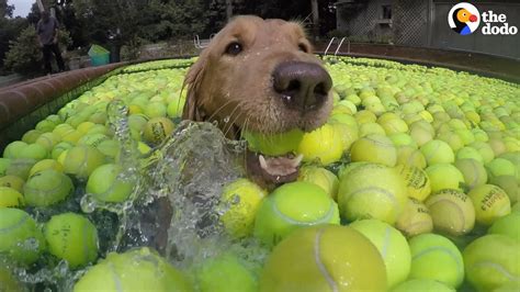 Can Dogs See Tennis Balls