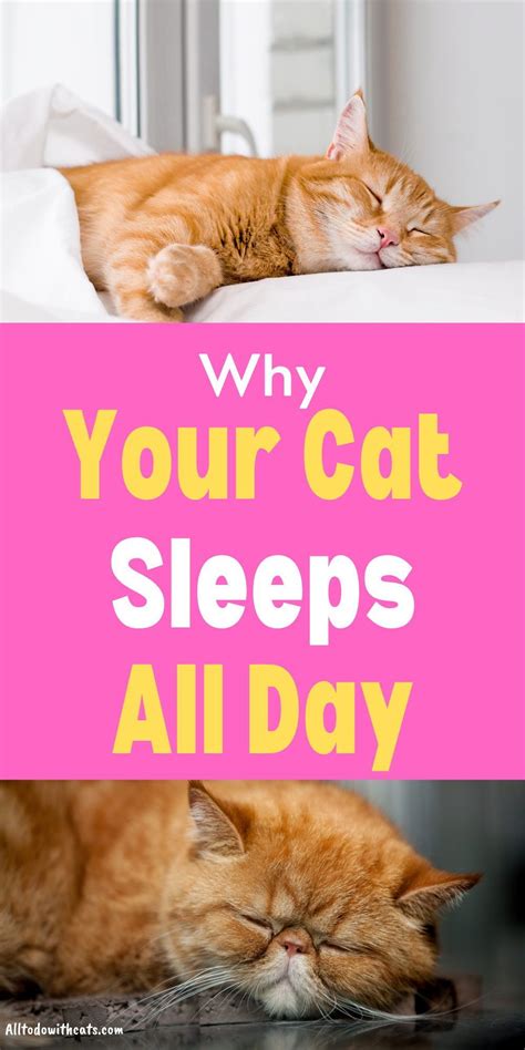 Why Do Cats Sleep So Much Discover Amazing Facts Artofit
