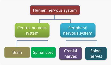 Chart Showing The Classification Of Human Nervous System Hd Png Download Kindpng