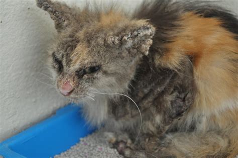 25 Lovely What Does Mange Look Like On A Cat Demodectic Mange