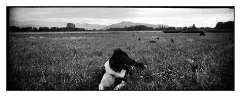 Ciobănesc românesc carpatin), стандарт fci № 350; Ciobănesc Românesc Corb /Rumänischer Rabenhirtenhund/Borde ...