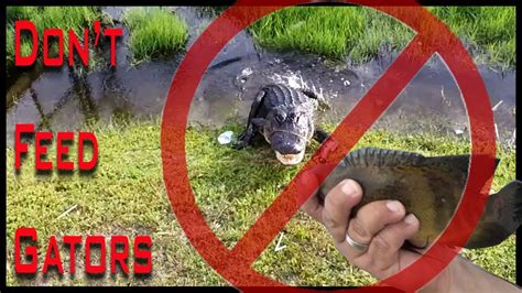 Dont Feed Alligators Worse Than You Think Kastking Youtube