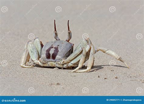 Crab Stock Image Image Of Pose Arthropods Intimidating