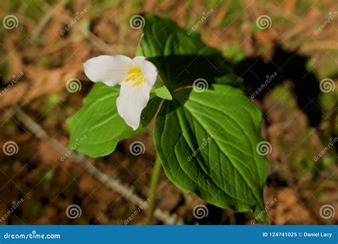 White Trillium Flower In The Bright Sun Stock Image Image Of Shadows