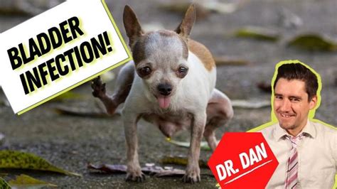 Understanding Female Dog Discharge After Urination Causes And Treatment