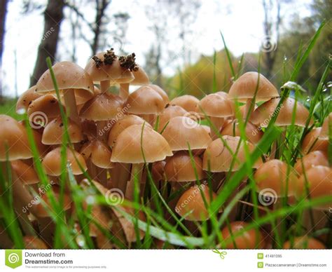 Mycena Inclinata Mushrooms Stock Image Image Of Clump 41481095