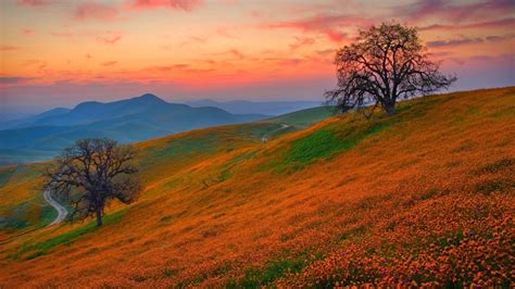 1059319 Sunlight Landscape Forest Sunset Hill Nature Grass