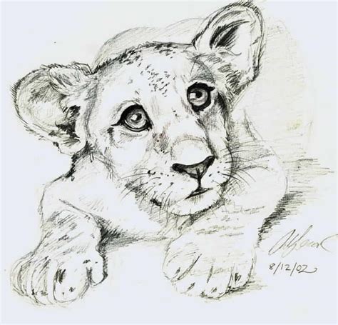 1000 Images About Lion Sketches On Pinterest A Lion Lion Drawing