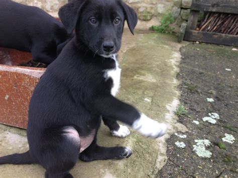 Smooth Collie Puppies For Sale Puppies