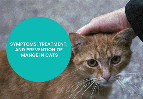 Symptoms Treatment And Prevention Of Mange In Cats Petcaresupplies Blog