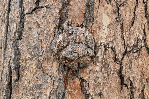 What Are Tree Burls And How Do They Happen