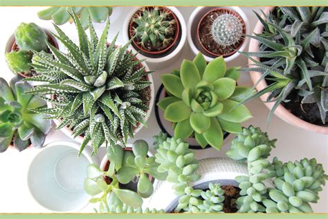 15 Brilliant And Easy Plant Care Tips Proflowers Blog