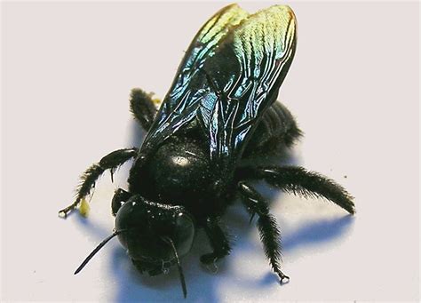 This Huge Black Bee Is A Gentle Giant Black Bee Backyard Bee Black