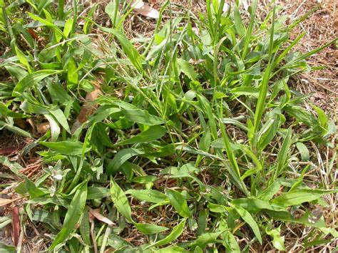 How To Kill Weeds In Your Lawn MyhomeTURF