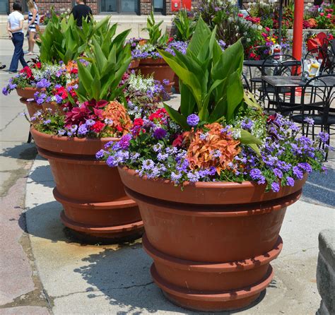 Large Containers Summer Annuals Full Sun Repetition Of