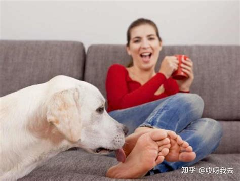 狗狗为何总是舔人的脚，其实它在告诉你这几件事！ 知乎