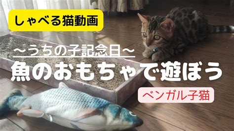 しゃべる猫動画 ベンガル子猫😸うちの子記念日企画！お魚と遊ぼう Youtube