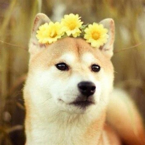 Hashtag baby doge had more than 27k tweets after the tesla chief took a break from tweeting about mars and musk seemingly enjoys engaging with the meme coin community, and investors are. 753 best Pics I love images on Pinterest