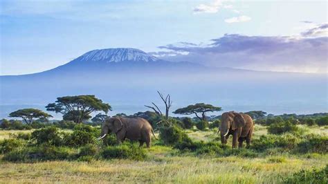 Z Nairobi Lub Mombasa 3 Dniowa Wycieczka Do Parku Narodowego Amboseli