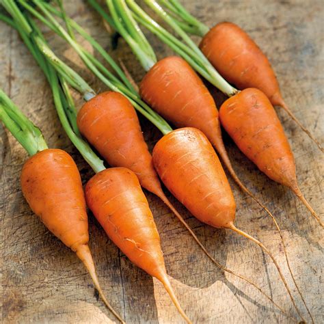 Buy Carrot Chantenay Organic Seeds Organic Gardening Catalogue