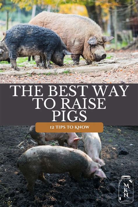 How To Raise Pigs 12 Tips To Raising Pigs For Meat In 2022 Raising