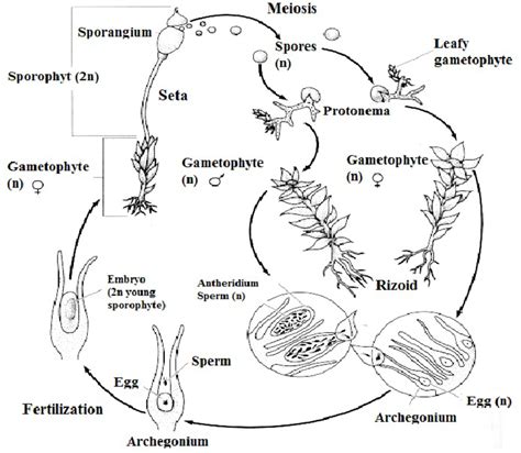 Life Cycle Of Moss 81 Download Scientific Diagram