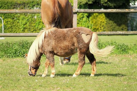 10 Fun Facts About Miniature Horses Forever Horse Crazy