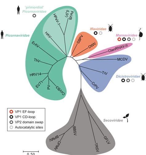 7 Structure Based Phylogenetic Tree Of Viruses In The Order
