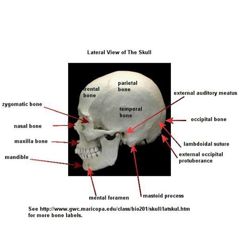 In The Diagram Where Is The Mastoid Process Wiring Diagram Source