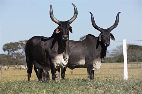 Zebu Cattle Breeds