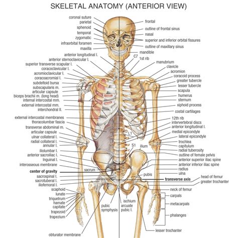 Learn about human body vocabulary in english. human body anatomy women - the body of the eye model human ...