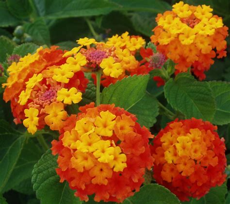 Guardate come sono carini questi fiori spontanei. cespugli spontanei con fiorelini gialli, arancio e rossi ...