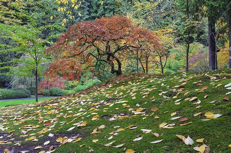 Japanese Maple Tree During Fall Season Photograph By Jit Lim