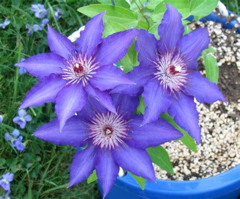More hybrid cultivars are being produced constantly. Clematis