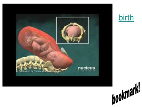 Ppt Ch 46 Part 3 Human Reproduction Fertilization Pregnancy